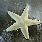 Starfish