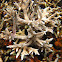 Staghorn coral