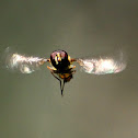 Hoverfly