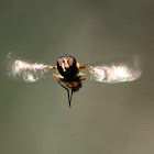 Hoverfly