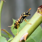 European Paper Wasp