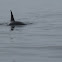 Killer whale