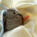 Common Ground-Dove