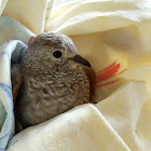 Common Ground-Dove