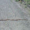 Gopher snake
