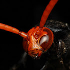 Wasp