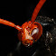 Wasp