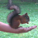Squirrel
