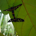 Tigermoth