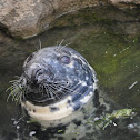 Earless seal