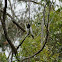 Pied Butcherbird