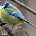 Blue tit