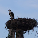 Osprey