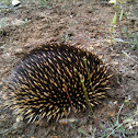 Short-beaked Echidna