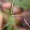 Damselfly