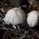 Fungi