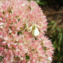 Crab Spider