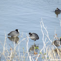American Coot