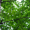 American White Birch