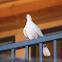 Mourning Dove