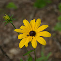 Black-eyed Susan