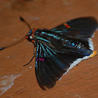 Guava Skipper