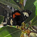Grapevine Epimenis
