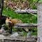 Red Fox