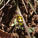Spotted Cucumber Beetle