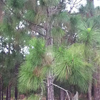 Slash pine
