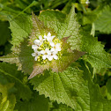 Garlic mustard