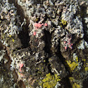 Marchandiomyces corallinus