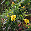 Fernleaf False Foxglove