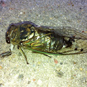 Cicada