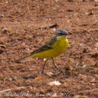 Blue-headed Yellow Wagtail