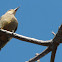 Golden-fronted Woodpecker