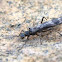 Stonefly
