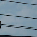 Barn Swallow