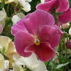 Pink Pansy