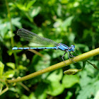 Blue damselfly