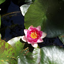 water lily
