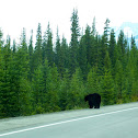 American Black Bear