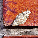 lichte korstmosuil (Bryophila domestica)