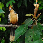 Hoatzin