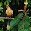 Hoatzin