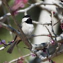 Carolina Chickadee
