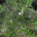 Rosemary 