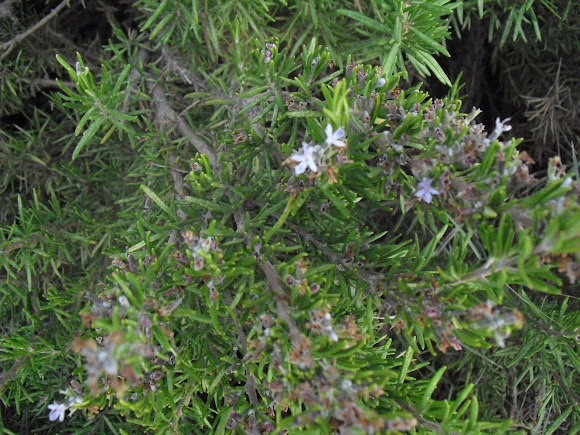 Spotting Image 1
