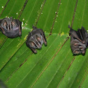 Tent-making bat