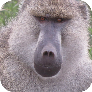 Baboon Wallpapers.apk 2.0